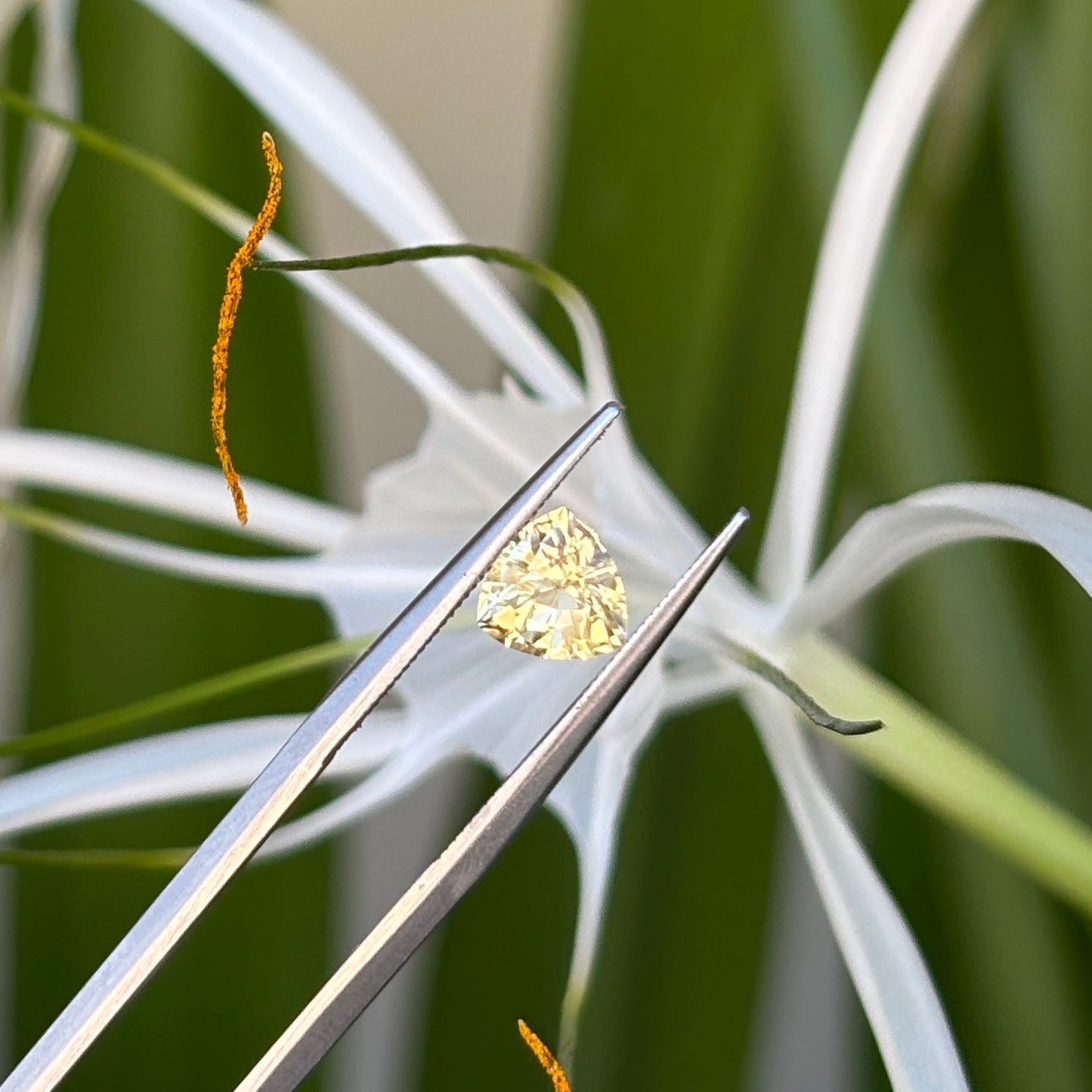#1-67 Trilliant Sapphire 1.08ct